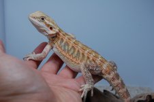 DSC_1326.jpg