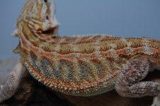 DSC_1329.jpg