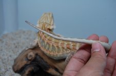 DSC_1331.jpg