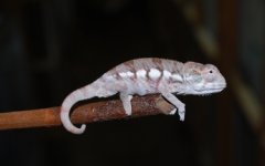 DSC_0012.JPG