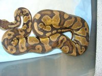 Female pastel.jpg
