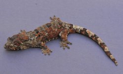 Rhacodactylus chahoua - Eurofemale.jpg