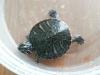Turtle 9.1.jpg Turtle 9.1.jpg