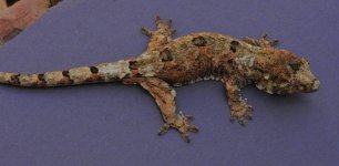 Rhacodactylus chahoua - Euromale2.jpg