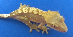 gek2.jpg