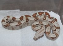 FEMALE-PARADIGM-SALE-PICTURE4.jpg