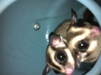 sugargliders1.jpg