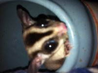 sugargliders2.jpg
