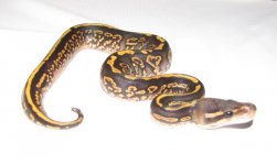 ONYX YB 2.jpg ONYX YB 2.jpg