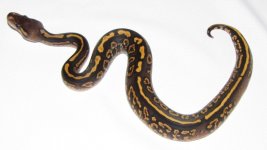 ONYX YB TOP VIEW.jpg ONYX YB TOP VIEW.jpg