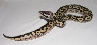 PASTEL HET RED YB 2.jpg PASTEL HET RED YB 2.jpg