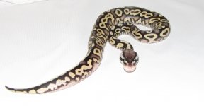 PASTEL HET RED Y.B..jpg PASTEL HET RED Y.B..jpg
