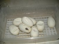 norma eggs.JPG