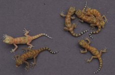 Stenodactylus sthenodactylus - juveniles 2012.jpg