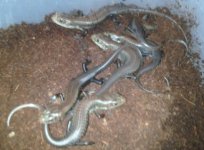 31511Efrerei_29Jun2012-med.jpg