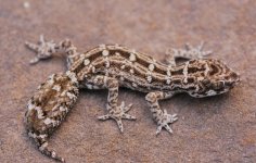 Hemidactylus imbricatus - female3.jpg