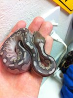 Lesser cinnamon hatchling.jpg