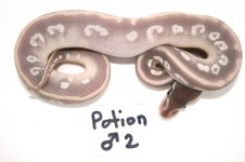 malepotion-2-2012 014.jpg