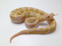 albino.jpg