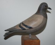 $ A 9-20 bbpigeon_0388_edited-1.jpg