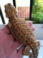 Final dragon pic 1.JPG