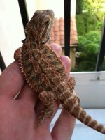 Final dragon pic 2.JPG