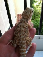Final dragon pic 4.JPG