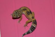 IMG_2814.jpg