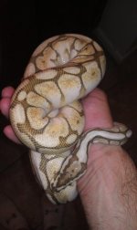 lesserbee female.jpg