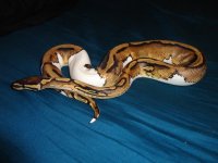pied 003.jpg