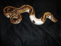 pied 004.jpg