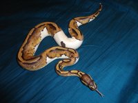 pied 005.jpg