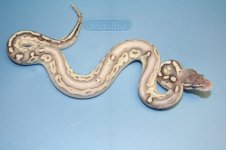 LCBPs and entire clutch 9-11-12 012.jpg