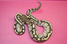 LCBPs and entire clutch 9-11-12 025.jpg