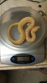 Albino male breeder.png
