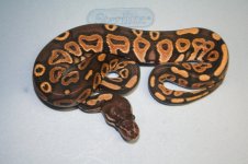 LCBPs and entire clutch 9-11-12 026.jpg