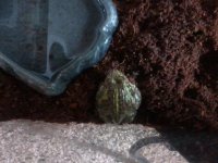 froggy4.jpg