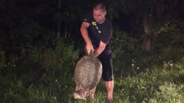 Turtle 1.jpg