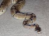 th_MARLO415GRAMS.jpg