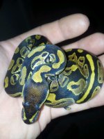 Special Male #1.jpg