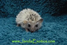 DSC_0366_wtm.jpg
