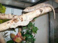 CUBAN 3 (Small).jpg