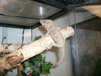 CUBAN FALSE CHAM 1  (Small).jpg