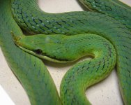 Natesrhinorat2.jpg