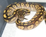 mojave het og.jpg