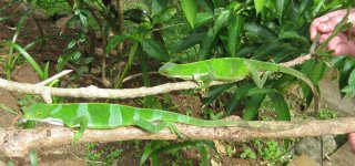 Pair on branch.JPG