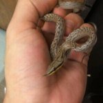 ratsnakes.jpg