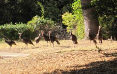 turkeys2012.jpg