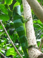 Male up tree.jpg