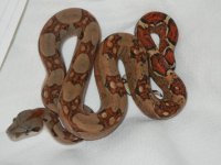 2011 Female Het Blood.JPG